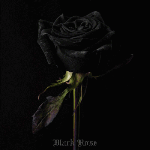 Dead Wasteland : Black Rose